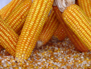 UK Farmers Endorse Adoption of GM Crops, Survey Reveals