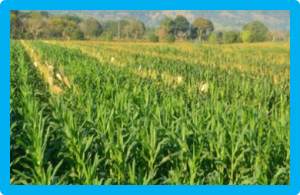 Doubled haploid technology for line development in maize: technical advances and prospects
