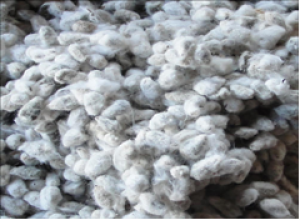 Selective Gene Silencing Leads to Ultra-low Gossypol Cottonseed