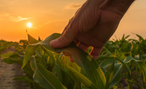 FAO Director-General Emphasizes Biodiversity`s Role to Food Systems