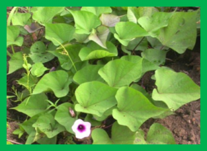Hexaploid sweetpotato (Ipomoea batatas (L.) Lam.) may not be a true type to either auto- or allopolyploid.