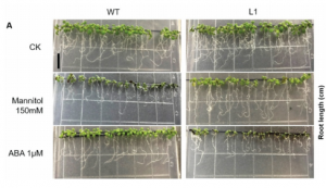 Rice OsHSFA3 Gene Improves Drought Tolerance by Modulating Polyamine Biosynthesis Depending on Abscisic Acid and ROS Levels.