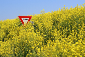 South Australia Moves Closer to Planting GM Crops