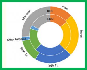 Draft genomes of two outcrossing wild rice, Oryza rufipogon and O. longistaminata, reveal genomic features associated with mating-system evolution. 