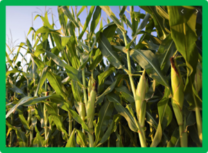 Characterizing introgression-by-environment interactions using maize near isogenic lines