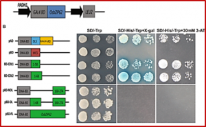 A stress-responsive bZIP transcription factor OsbZIP62 improves drought and oxidative tolerance in rice