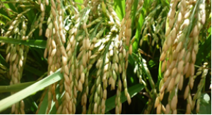 Genetic architecture of subspecies divergence in trace mineral accumulation and elemental correlations in the rice grain