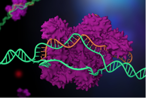 Cas-CLOVER, an Alternative to CRISPR-Cas9