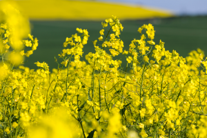 Japan Government Guarantees No Cross-contamination Between GM Crops and Non-GM Crops