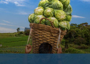 Technical Platform on the Measurement and Reduction of Food Loss and Waste