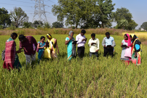 Rice Doctor -An innovative technological approach to enhance rice production 