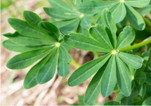 International Consortium Sequences Genome of White Lupin