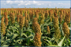 Genomics of sorghum local adaptation to a parasitic plant 