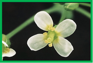 Molecular mechanisms of Evening Complex activity in Arabidopsis