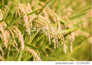 Mutagenic Effect of Three Ion Beams on Rice and Identification of Heritable Mutations by Whole Genome Sequencing.