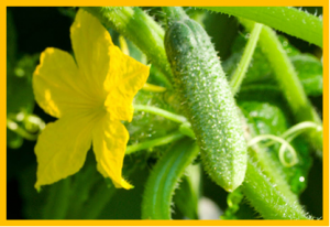 QTL for horticulturally important traits associated with pleiotropic andromonoecy and carpel number loci, and a paracentric inversion in cucumber