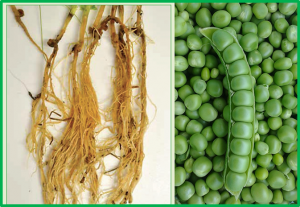 Mapping QTL associated with partial resistance to Aphanomyces root rot in pea (Pisum sativum L.) using a 13.2 K SNP array and SSR markers