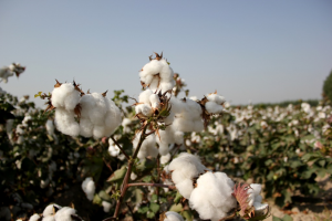 Researchers Develop Novel Cotton Quality Module to Help Farmers