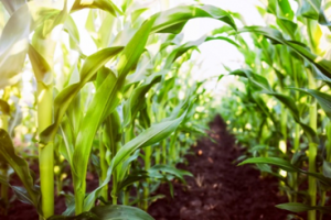 Mechanism to Improve Stress Tolerance in Plants Identified