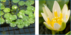 Water lily (Nymphaea thermarum) genome reveals variable genomic signatures of ancient vascular cambium losses