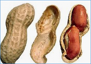 Genome-wide expression quantitative trait locus analysis in a recombinant inbred line population for trait dissection in peanut 