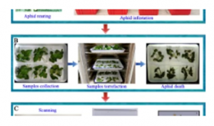 Genome-wide association study reveals novel SNPs and genes in Gossypium hirsutum underlying Aphis gossypii resistance