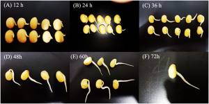 Cold tolerance SNPs and candidate gene mining in the soybean germination stage based on genome-wide association analysis