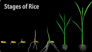 OsNAC3 regulates seed germination involving abscisic acid pathway and cell elongation in rice