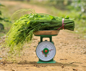 Vietnam can reduce emissions and save $2.3 billion with changes in agriculture and land use