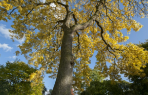 Resistance Genes for Deadly Ash Tree Disease Discovered