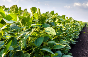 CRISPR/Cas9-mediated targeted mutagenesis of GmLHY genes alters plant height and internode length in soybean.