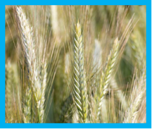 QTL mapping and successful introgression of the spring wheat-derived QTL Fhb1 for Fusarium head blight resistance in three European triticale populations