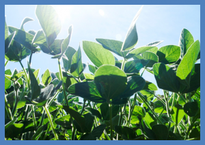 Adapting Photosynthesis to Fleeting Shadows Boosts Soybean Yields