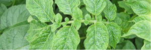 Natural resistance to Potato virus Y in Solanum tuberosum Group Phureja