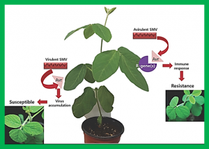 Soybean Resistance to Soybean Mosaic Virus