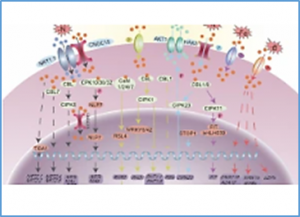 Calcium signaling-mediated transcriptional reprogramming during abiotic stress response in plants