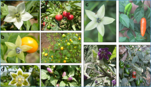 Fine mapping of the male fertility restoration gene CaRf032 in Capsicum annuum L.