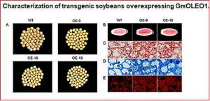 Artificial selection on GmOLEO1 contributes to the increase in seed oil during soybean domestication.