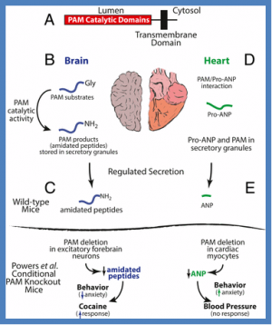 Physiological signaling in the absence of amidated peptides
