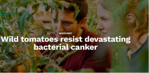 Wild Tomato Shows Better Resistance to Bacterial Canker Than Cultivated Varieties