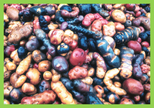 Structural genome analysis in cultivated potato taxa