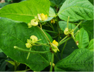 Iron application improves yield, economic returns and grain-Fe concentration of mungbean.
