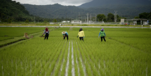 Scientists Re-evaluate Rice Green Revolution Gene