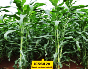 Future market segment: Can sweet sorghum power the next generation of clean energy?