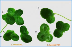 Duckweed genomes and epigenomes underlie triploid hybridization and clonal reproduction