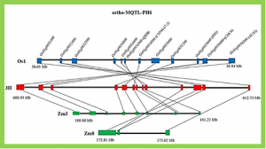 Genome wide screening and comparative genome analysis for Meta-QTLs, ortho-MQTLs and candidate genes controlling yield and yield-related traits in rice.