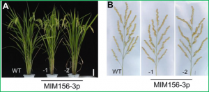 Expressing a Target Mimic of miR156fhl-3p Enhances Rice Blast Disease Resistance Without Yield Penalty by Improving SPL14 Expression