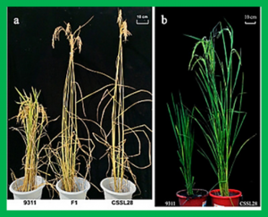Identification and genetic analysis of qCL1.2, a novel allele of the 