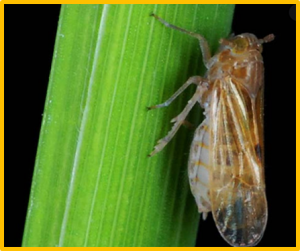 Seed dressing with triflumezopyrim controls brown planthopper populations by inhibiting feeding behavior, fecundity and enhancing rice plant resistance 
