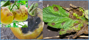 Cryptic introgressions contribute to transgressive segregation for early blight resistance in tomato